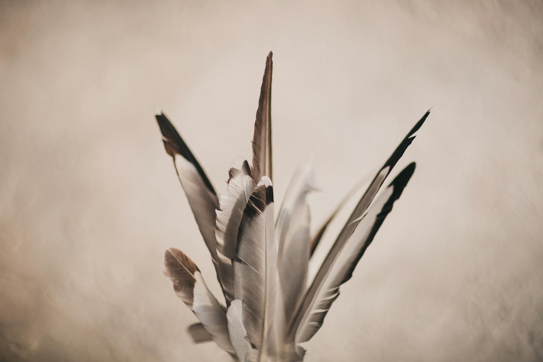 Feathers & Frames Field Dispatches · Volume I · April 2026