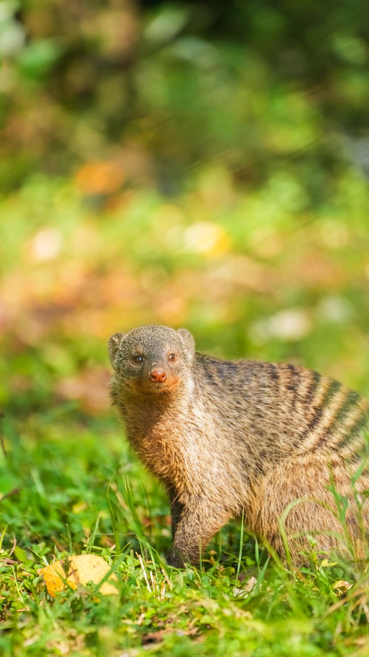 The Mongoose at the Edge of the World