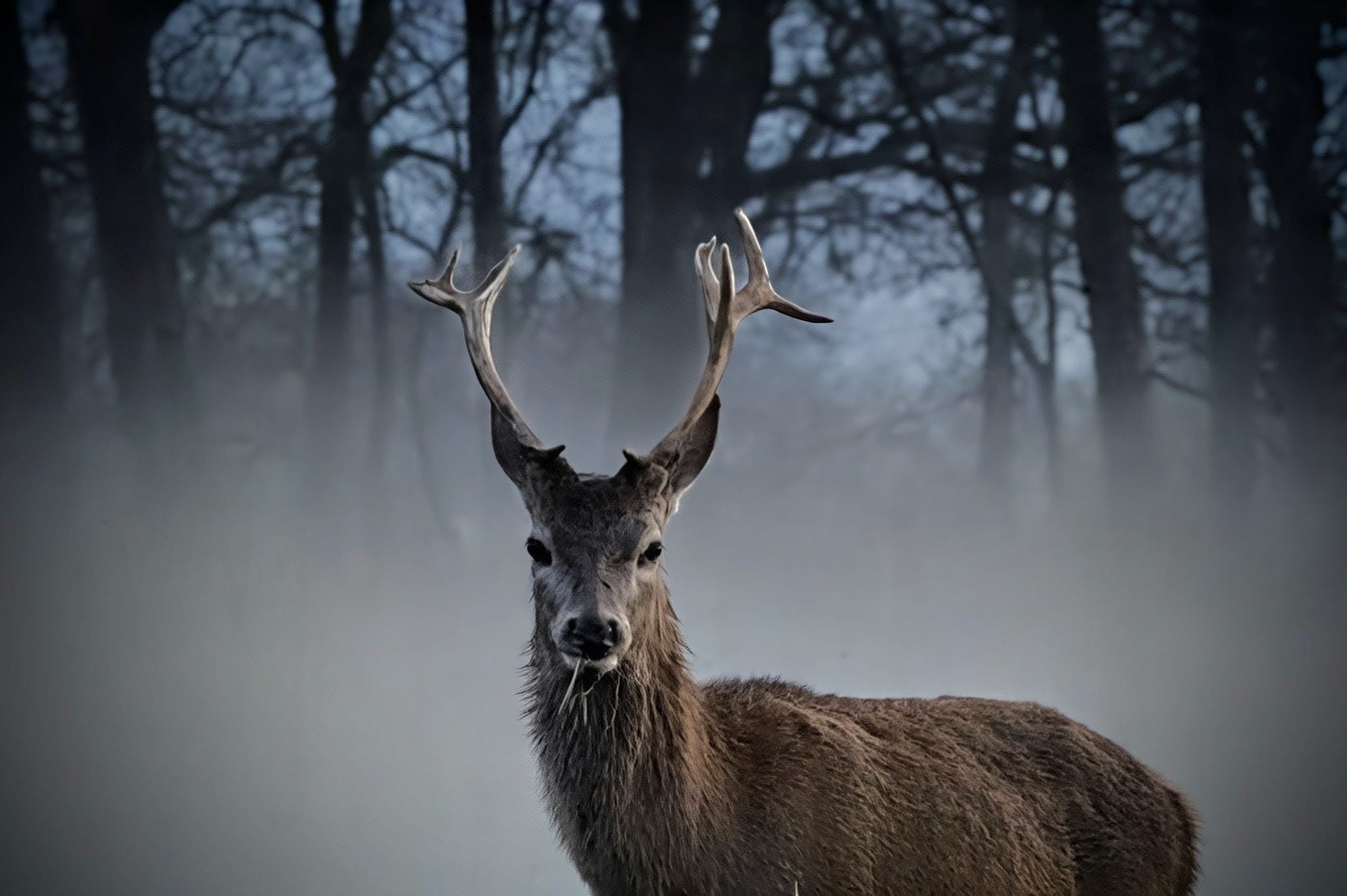 Complete Guide to Stag Photography