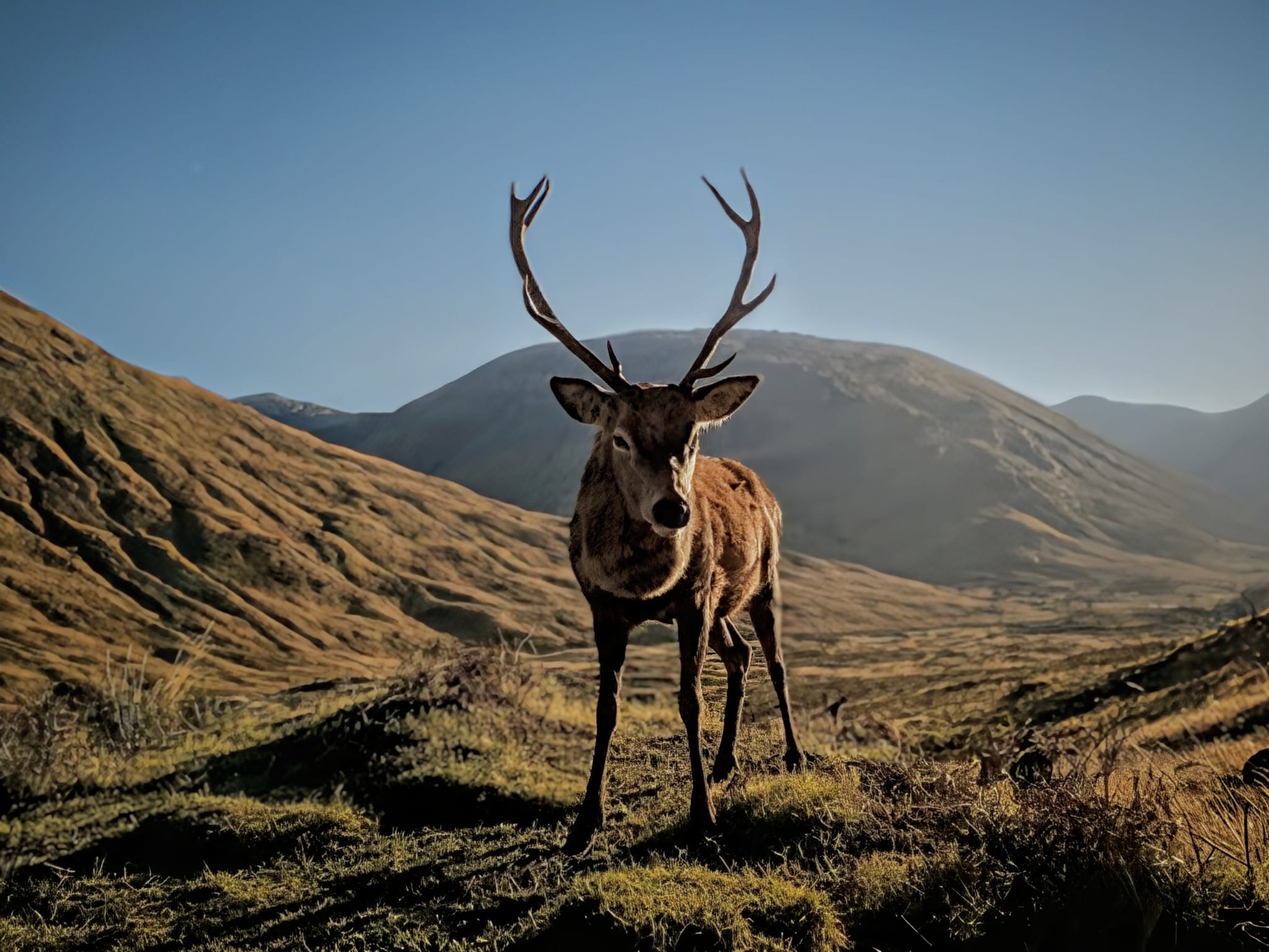 Ultimate Guide to Wildlife Photography