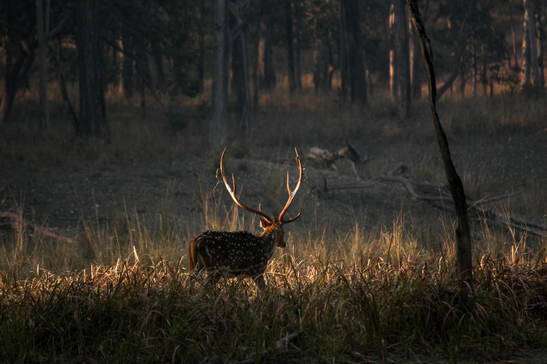 axis deer in the forest